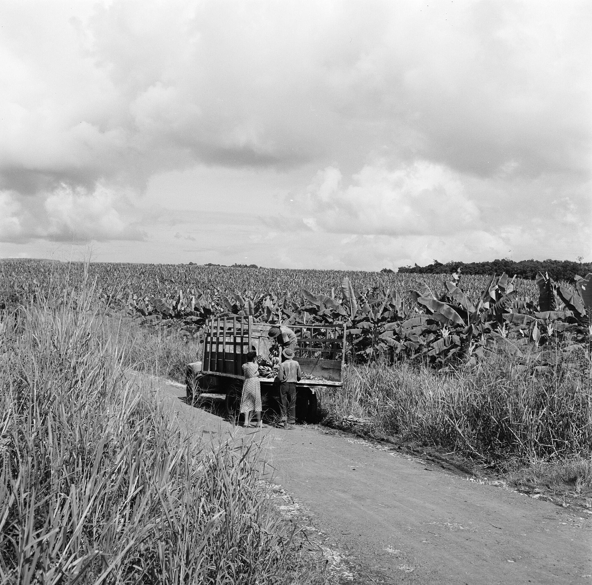 Photographie en noir et blanc d une bananeraie en Guadeloupe, un camion sur un chemin de terre.